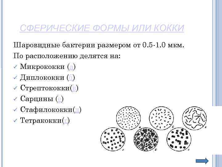 СФЕРИЧЕСКИЕ ФОРМЫ ИЛИ КОККИ Шаровидные бактерии размером от 0. 5 -1. 0 мкм. По