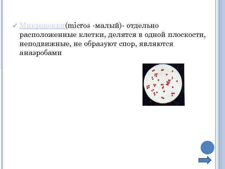  Микрококки(micros -малый)- отдельно расположенные клетки, делятся в одной плоскости, неподвижные, не образуют спор,