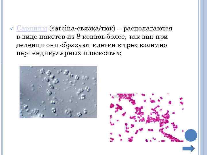  Сарцины (sarcina-связка/тюк) – располагаются в виде пакетов из 8 кокков более, так как