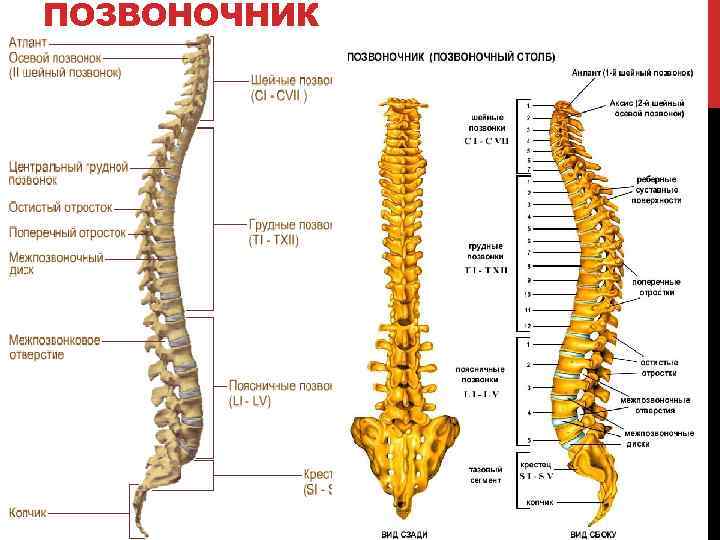 ПОЗВОНОЧНИК 