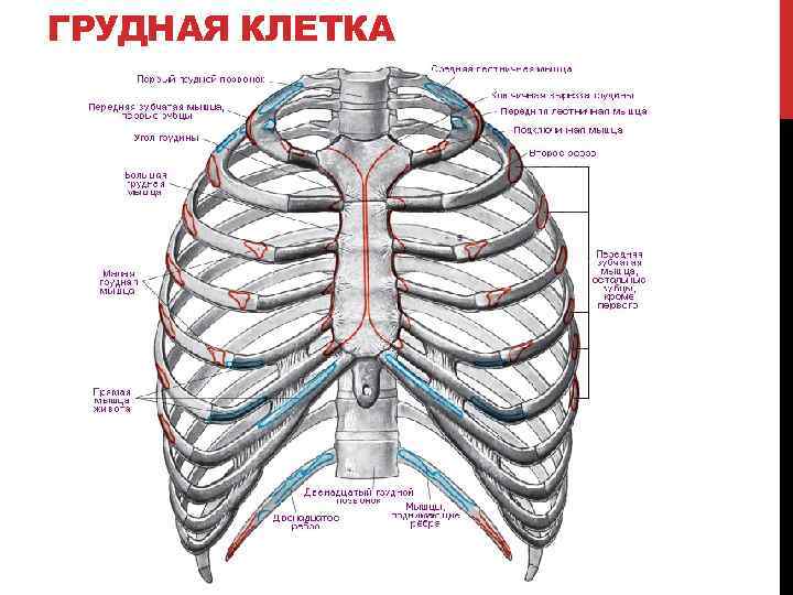 ГРУДНАЯ КЛЕТКА 