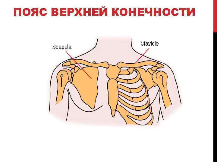 ПОЯС ВЕРХНЕЙ КОНЕЧНОСТИ 