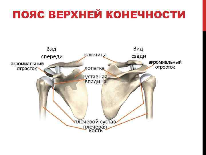 ПОЯС ВЕРХНЕЙ КОНЕЧНОСТИ 