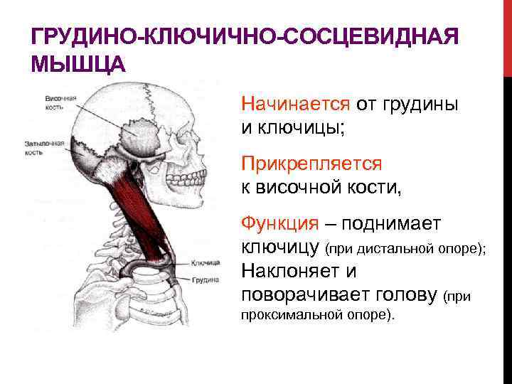 ГРУДИНО-КЛЮЧИЧНО-СОСЦЕВИДНАЯ МЫШЦА Начинается от грудины и ключицы; Прикрепляется к височной кости, Функция – поднимает