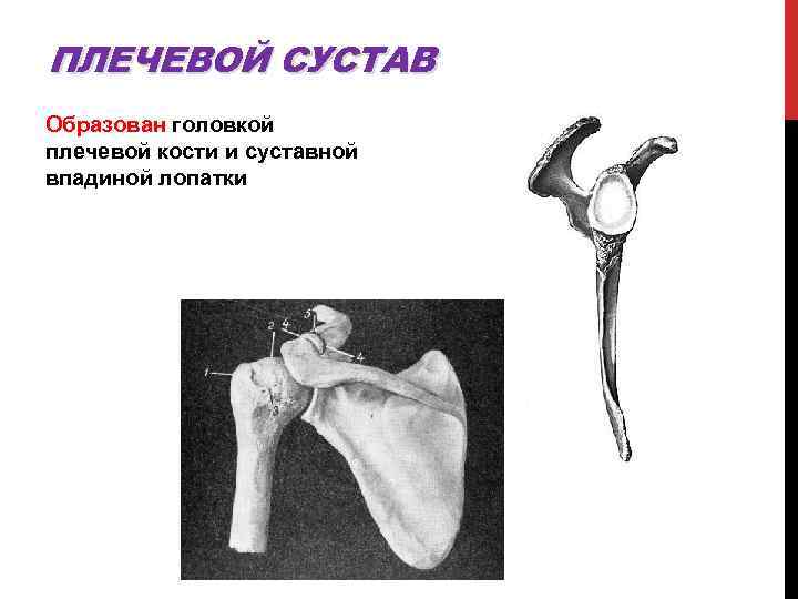 ПЛЕЧЕВОЙ СУСТАВ Образован головкой плечевой кости и суставной впадиной лопатки 