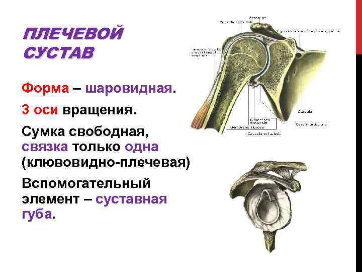 ПЛЕЧЕВОЙ СУСТАВ Форма – шаровидная. 3 оси вращения. Сумка свободная, связка только одна (клювовидно-плечевая)