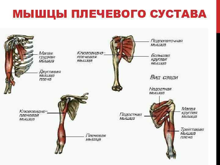 МЫШЦЫ ПЛЕЧЕВОГО СУСТАВА 