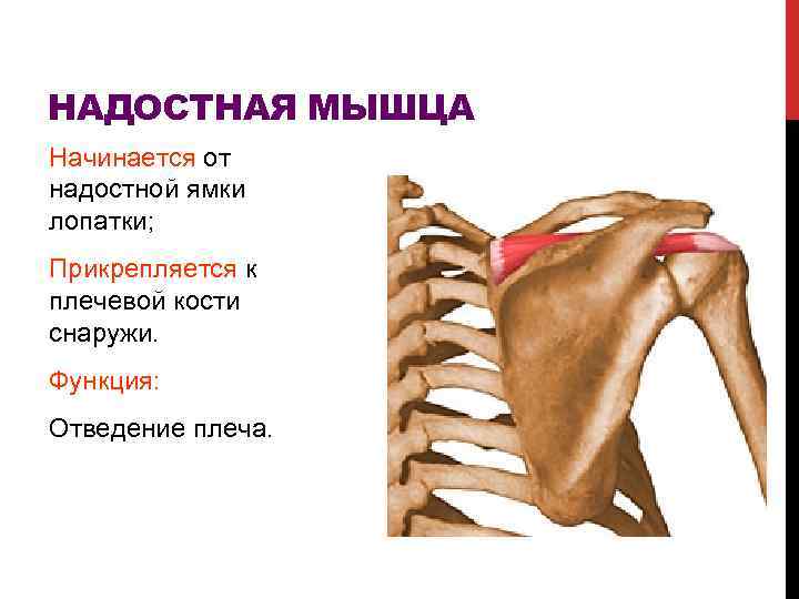 НАДОСТНАЯ МЫШЦА Начинается от надостной ямки лопатки; Прикрепляется к плечевой кости снаружи. Функция: Отведение