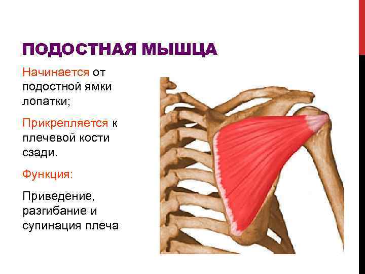 ПОДОСТНАЯ МЫШЦА Начинается от подостной ямки лопатки; Прикрепляется к плечевой кости сзади. Функция: Приведение,