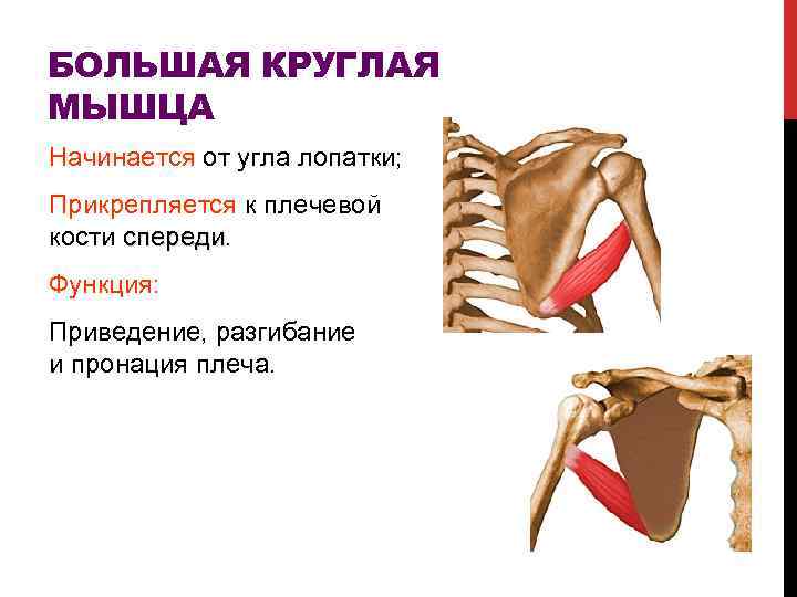 БОЛЬШАЯ КРУГЛАЯ МЫШЦА Начинается от угла лопатки; Прикрепляется к плечевой кости спереди Функция: Приведение,