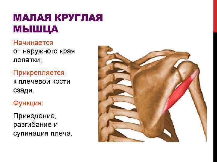 Ключевовидная плеевая мышца