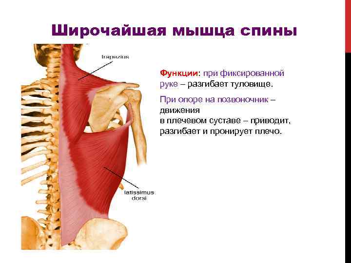 Широчайшая мышца спины Функции: при фиксированной руке – разгибает туловище. При опоре на позвоночник