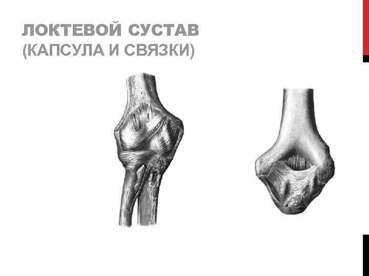 ЛОКТЕВОЙ СУСТАВ (КАПСУЛА И СВЯЗКИ) 