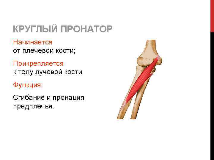 КРУГЛЫЙ ПРОНАТОР Начинается от плечевой кости; Прикрепляется к телу лучевой кости. Функция: Сгибание и