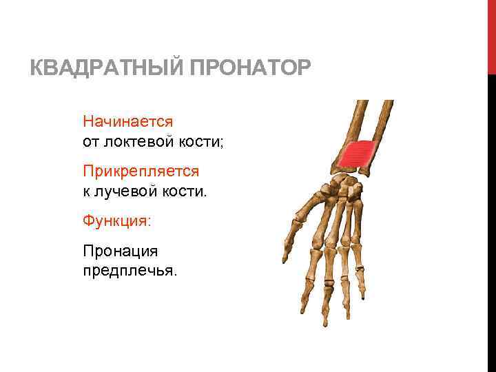 КВАДРАТНЫЙ ПРОНАТОР Начинается от локтевой кости; Прикрепляется к лучевой кости. Функция: Пронация предплечья. 