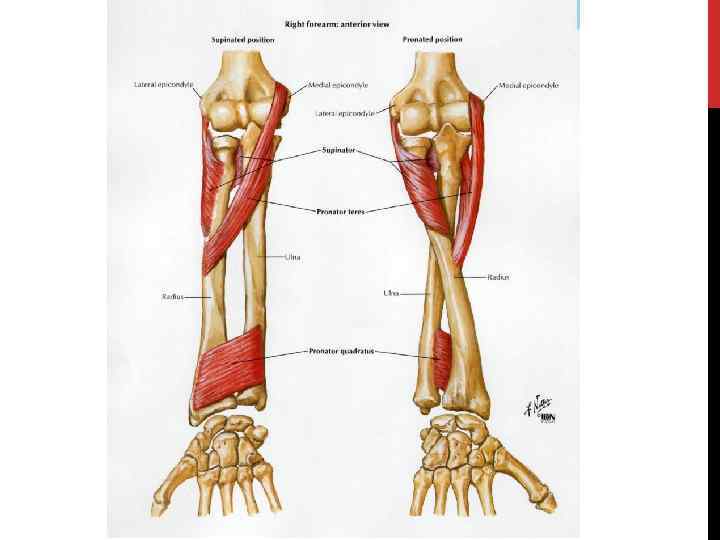 Кости предплечья фото. М. pronator Quadratus. Кость предплечья анатомия. Кости предплечья строение. . Супинатор - musculus supinator.