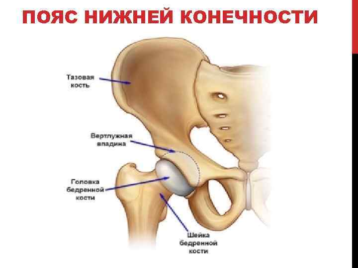 ПОЯС НИЖНЕЙ КОНЕЧНОСТИ 