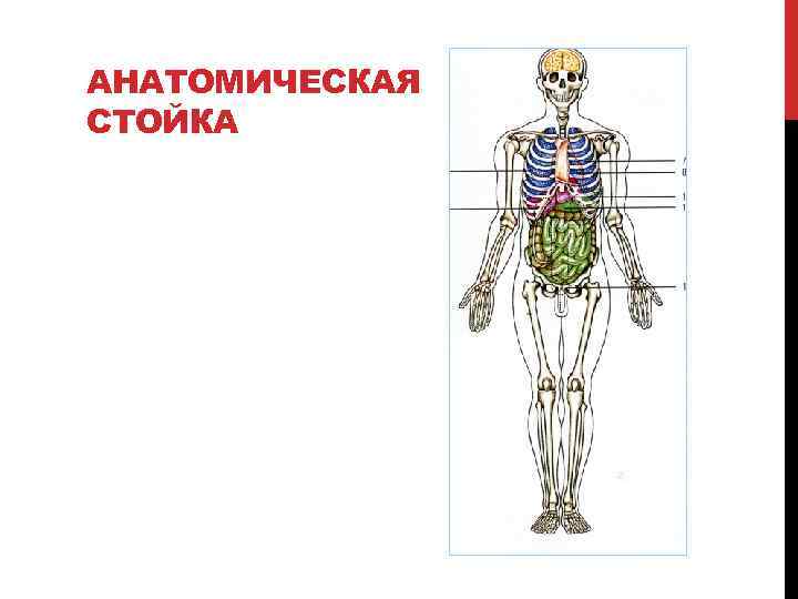 АНАТОМИЧЕСКАЯ СТОЙКА 