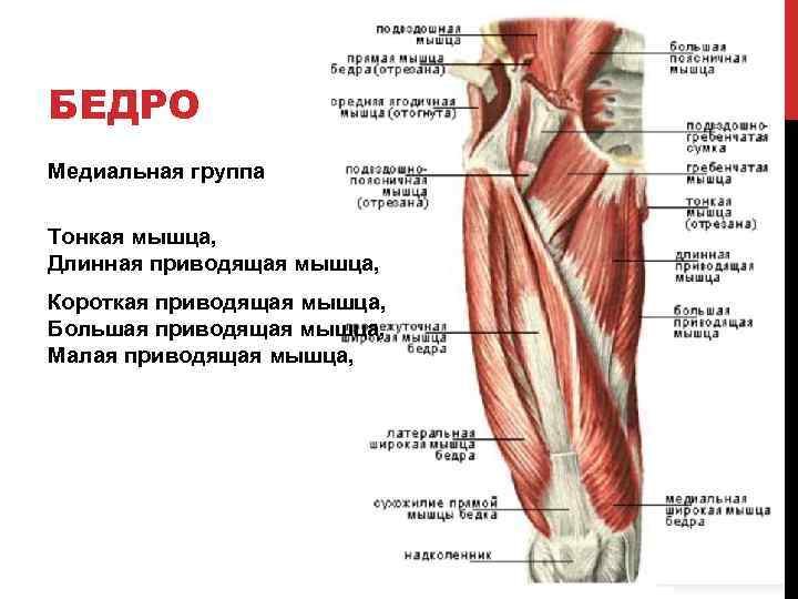 БЕДРО Медиальная группа Тонкая мышца, Длинная приводящая мышца, Короткая приводящая мышца, Большая приводящая мышца,