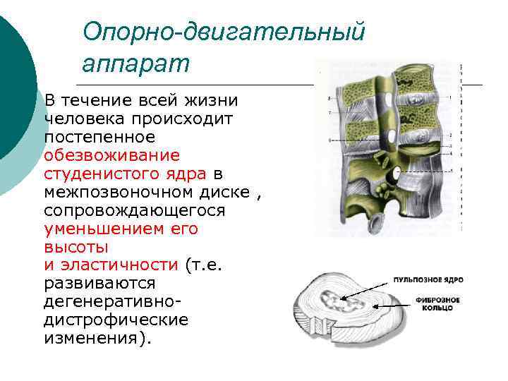 Опорно-двигательный аппарат ¡ В течение всей жизни человека происходит постепенное обезвоживание студенистого ядра в