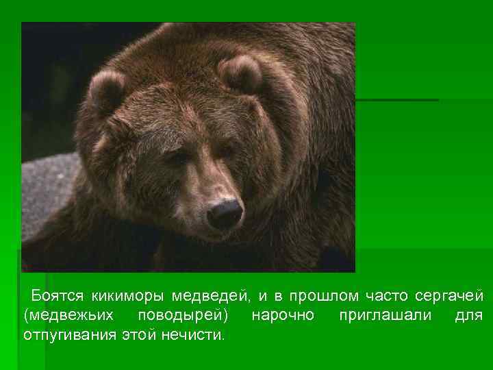 Боятся кикиморы медведей, и в прошлом часто сергачей (медвежьих поводырей) нарочно приглашали для отпугивания