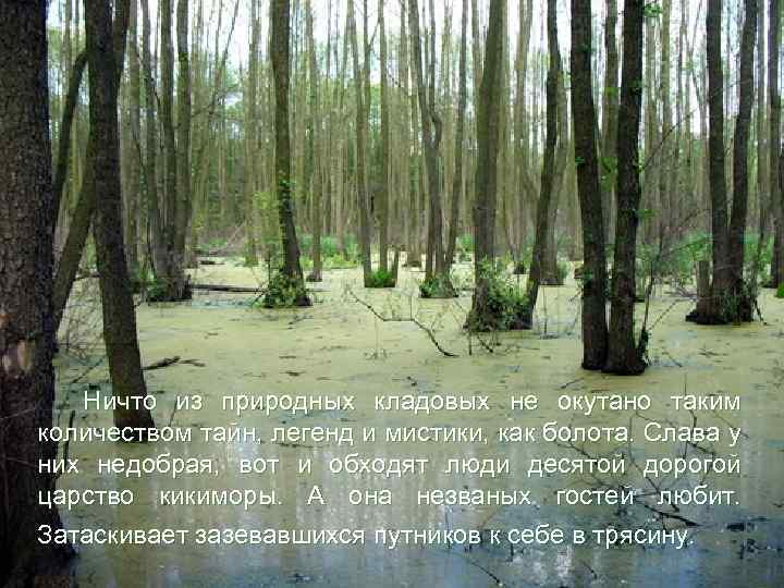 Ничто из природных кладовых не окутано таким количеством тайн, легенд и мистики, как болота.