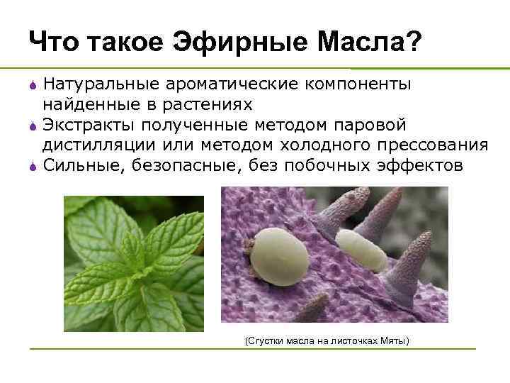 Что такое Эфирные Масла? S S S Натуральные ароматические компоненты найденные в растениях Экстракты