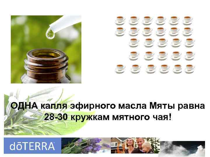 = ОДНА капля эфирного масла Мяты равна 28 -30 кружкам мятного чая! 