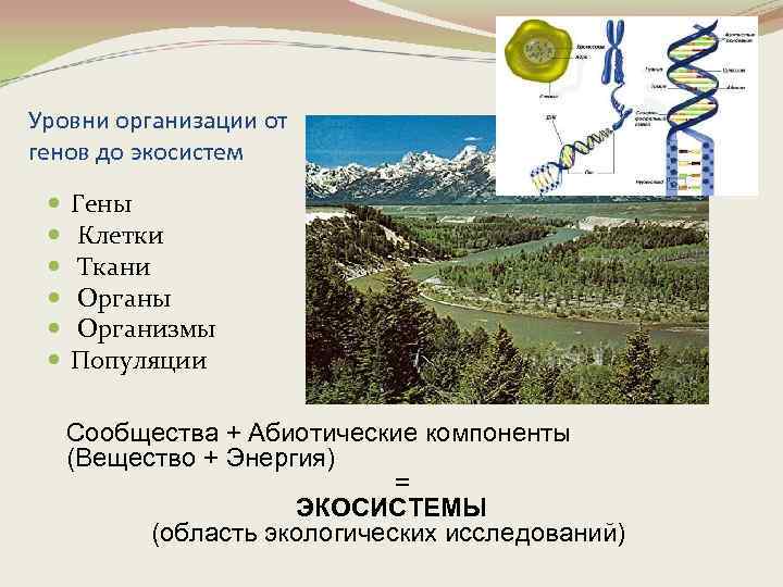 Уровни организации от генов до экосистем Гены Клетки Ткани Органы Организмы Популяции Сообщества +