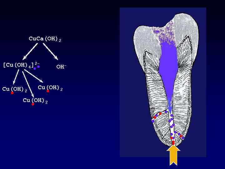 Cu. Ca(OH)2 [Cu(OH)4]2 - Cu(OH)2 OH- Cu(OH)2 