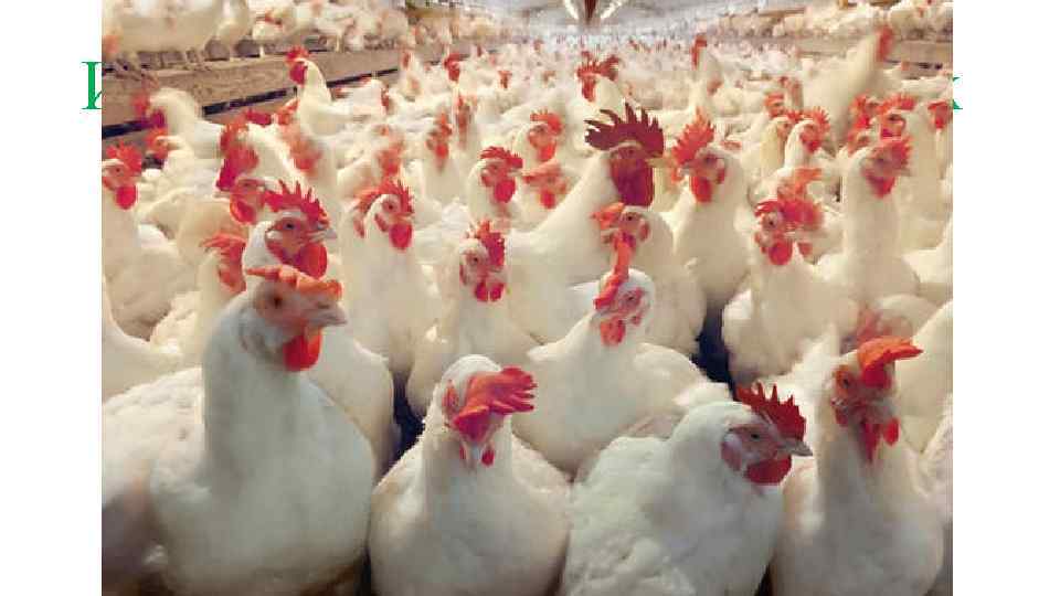 Избушка на курьих ножках Таким образом, чтобы выдержать вес целой избушки, с печью, мебелью,