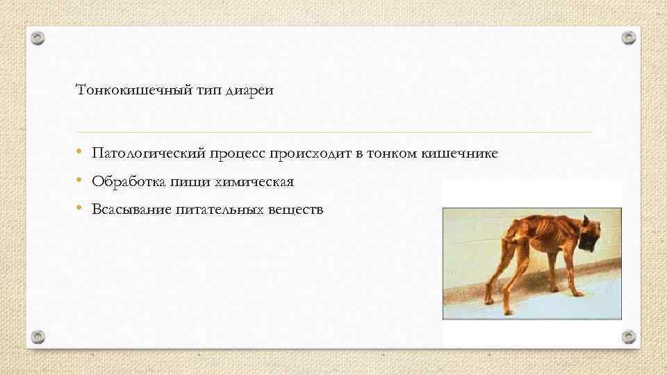 Тонкокишечный тип диареи • Патологический процесс происходит в тонком кишечнике • Обработка пищи химическая