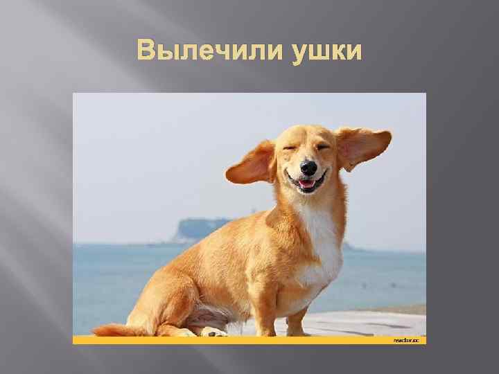 Вылечили ушки 