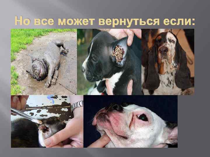 Но все может вернуться если: 