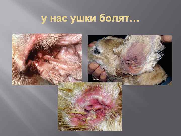 у нас ушки болят… 