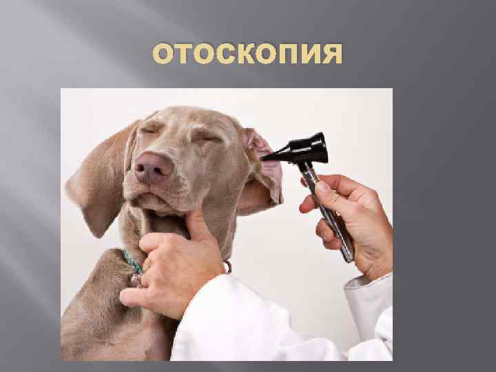 отоскопия 
