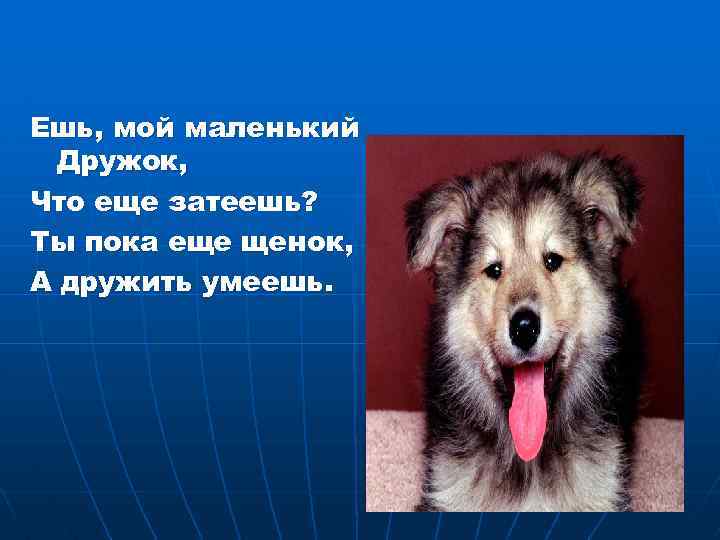 Ешь, мой маленький Дружок, Что еще затеешь? Ты пока еще щенок, А дружить умеешь.