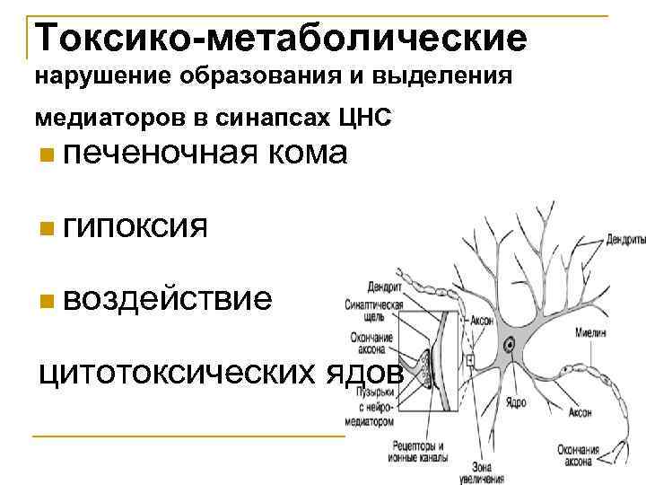 Токсико-метаболические нарушение образования и выделения медиаторов в синапсах ЦНС n печеночная кома n гипоксия