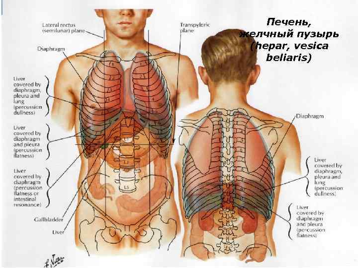 Печень, желчный пузырь (hepar, vesica beliaris) 