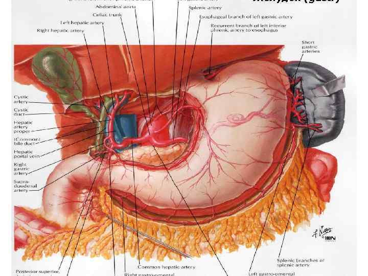 Желудок (gastr) 