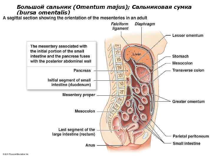 Большой сальник (Omentum majus); Сальниковая сумка (bursa omentalis) 