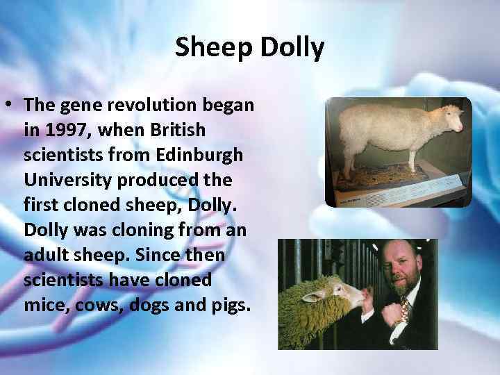 Sheep Dolly • The gene revolution began in 1997, when British scientists from Edinburgh