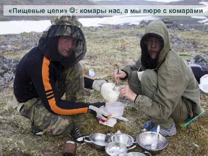  «Пищевые цепи» : комары нас, а мы пюре с комарами 