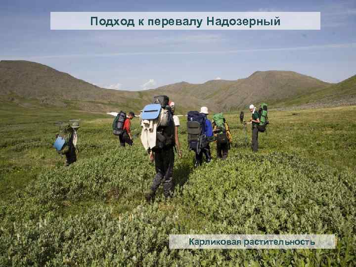 Подход к перевалу Надозерный Карликовая растительность 