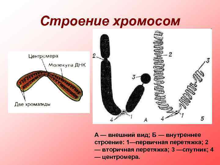 Внутреннее строение хромосом. Строение хромом. Строение метафазной хромосомы. Схема строения хромосомы.