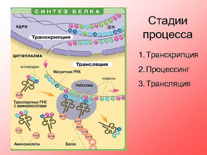 Синтез белков транскрипция