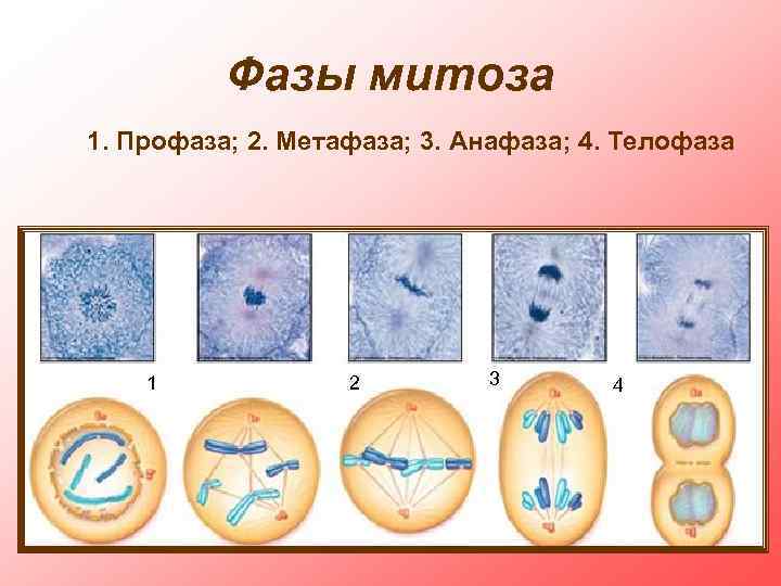 Профаза митоза