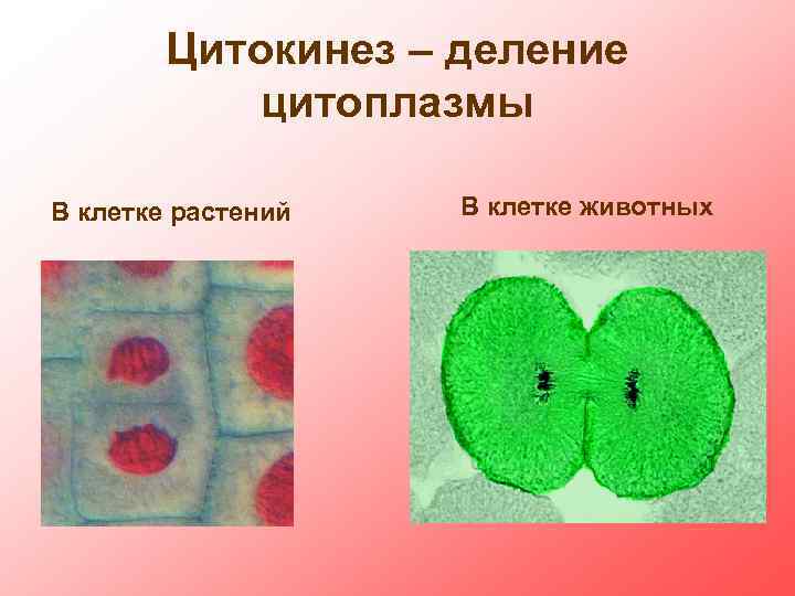 Деление животной клетки. Растительная клетка. Животная клетка. Строение растительной клетки. Деление растительной и животной клетки различия.