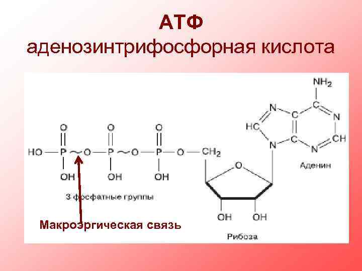 Изобразите молекулу атф. Формула АТФ макроэргические связи. Структурная формула макроэргического соединения АТФ. Структурная формула АТФ макроэргические связи. Формула макроэргического соединения АТФ.