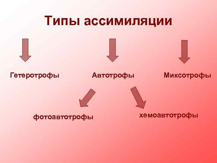 Автотрофный тип обмена веществ. Типы ассимиляции. Виды автотрофной ассимиляции. Типы ассимиляции в русском языке. Ассимиляция у автотрофных организмов.